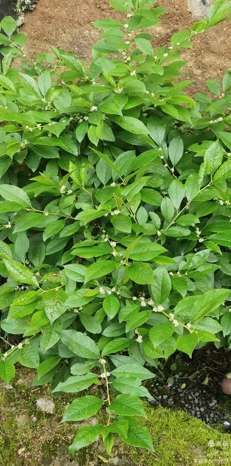 植物观赏 北美冬青,又叫轮生冬青